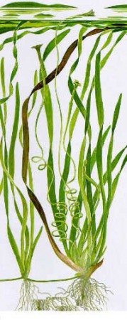 Valisnéria Americana